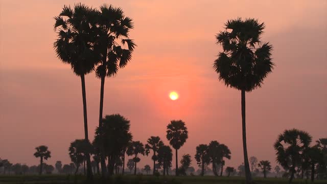 Giải Nhì_ Đua bò Bày Núi An Giang - Vinh Quang Từ Bùn Đất (Bỏng ngô Mario)
